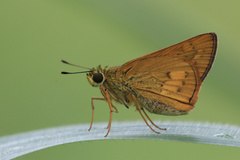 Telicota linna