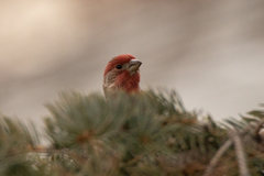 Haemorhous mexicanus