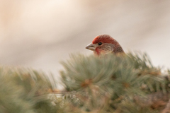 Haemorhous mexicanus