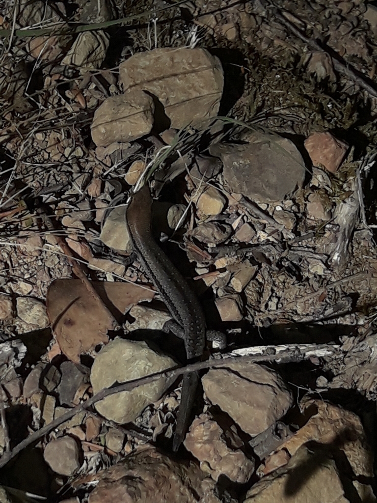 Pale-flecked Garden Sunskink