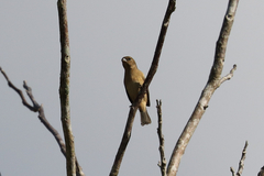 Sporophila morelleti