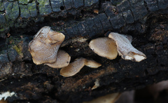 Hohenbuehelia grisea