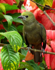 Thraupis palmarum
