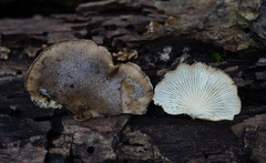 Hohenbuehelia grisea