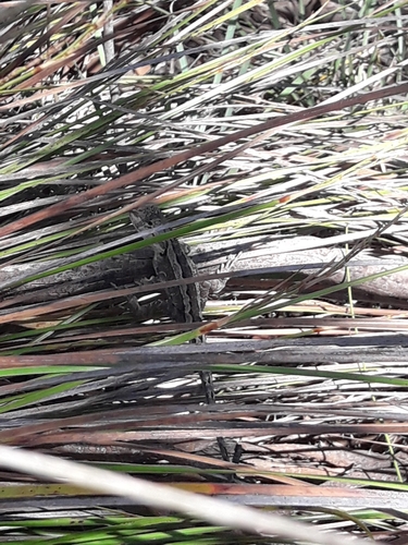 Jacky Dragon, Amphibolurus muricatus