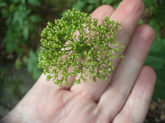 Trachelium caeruleum