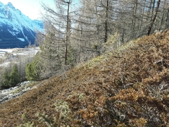 Juniperus sabina