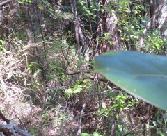 Geniostoma ligustrifolium ligustrifolium