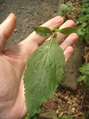 Trachelium caeruleum