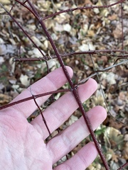 Cornus sericea sericea