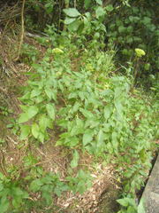 Trachelium caeruleum