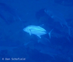 Caranx