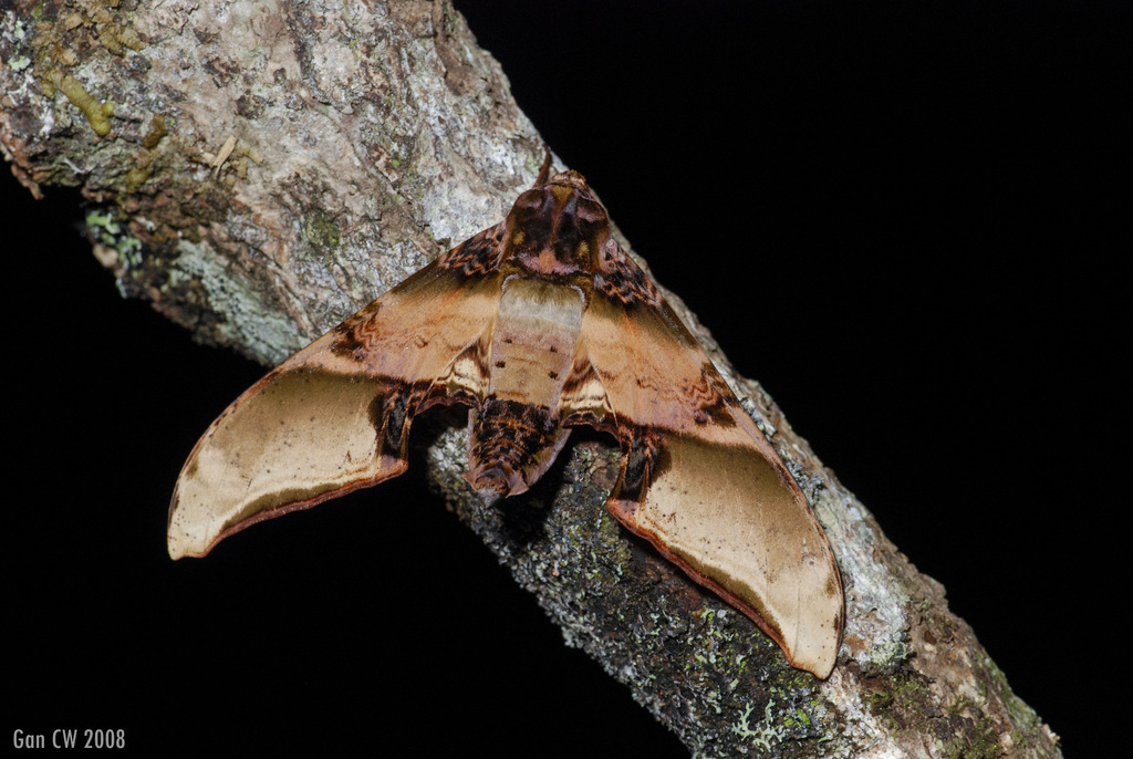 Amplypterus mansoni