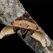 Amplypterus mansoni - Photo (c) Green Baron Pro, some rights reserved (CC BY-NC-ND), uploaded by Green Baron Pro