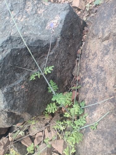 Lavandula nimmoi