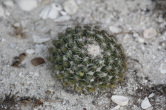 Mammillaria gaumeri