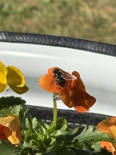 Unknown species found near North Carolina Aquariums, Manteo, NC, US