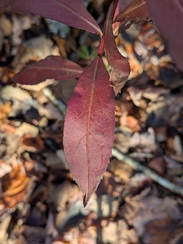 Solidago latissimifolia, photograph 6
