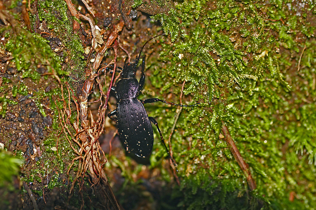 Carabus uenoi