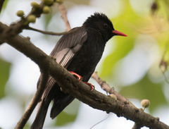 Black Bulbul photo 4