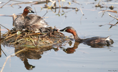 Little Grebe photo 4