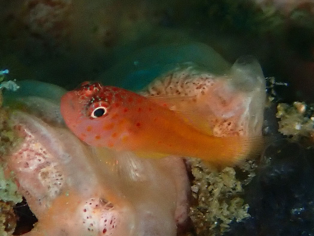 Pimple pygmygoby (Trimma halonevum) — Gobiidae