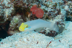 Valenciennea strigata