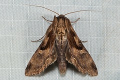 Aegilia describens