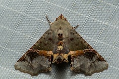 Targalla subocellata