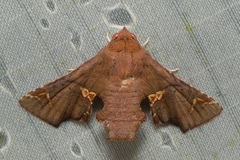 Targallodes vittalba