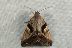 Odontodes pallidifimbria