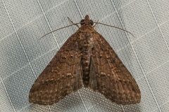 Lophoptera