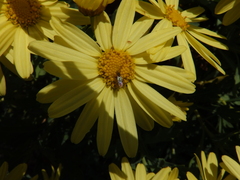 Argyranthemum maderense, photograph (c) amantedarmanin, some rights reserved (CC BY)