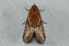 Lophoptera ferrinalis