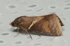 Stictopterinae