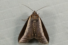 Lophoptera squammigera