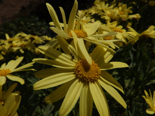 Argyranthemum maderense, photograph 4
