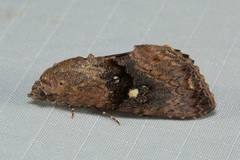 Odontodes seranensis
