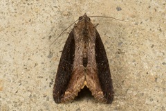 Odontodes seranensis