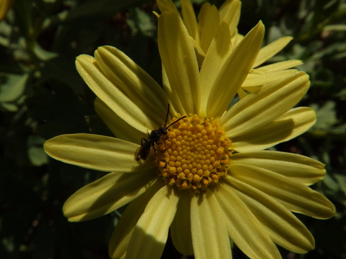 Argyranthemum maderense, photograph 6