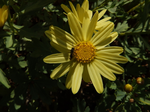 Argyranthemum maderense, photograph 5