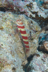 Amblyeleotris wheeleri