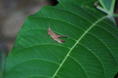 Maculiparia rotundata