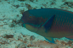 Chlorurus microrhinos