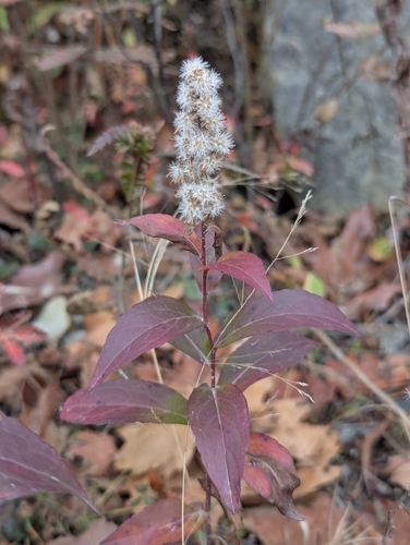 Solidago latissimifolia, photograph 5