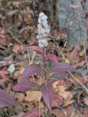 Solidago latissimifolia, photograph author not stated, no rights reserved