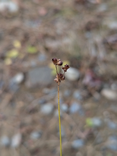 Grass-leaved Rush (Juncus marginatus)