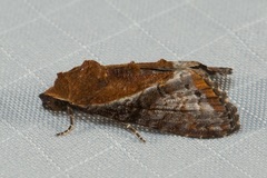 Lophoptera ferrinalis