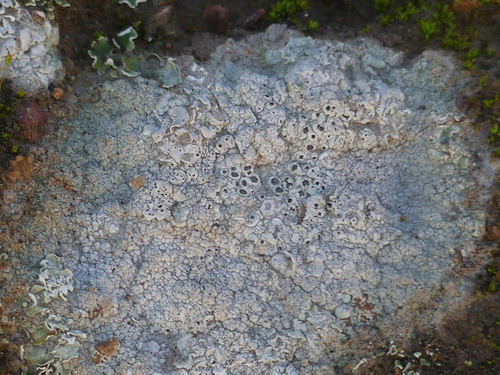 Cowpie Lichen