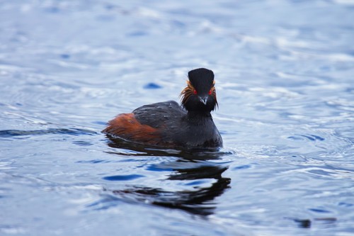 Zampullín cuellinegro (Podiceps nigricollis)
